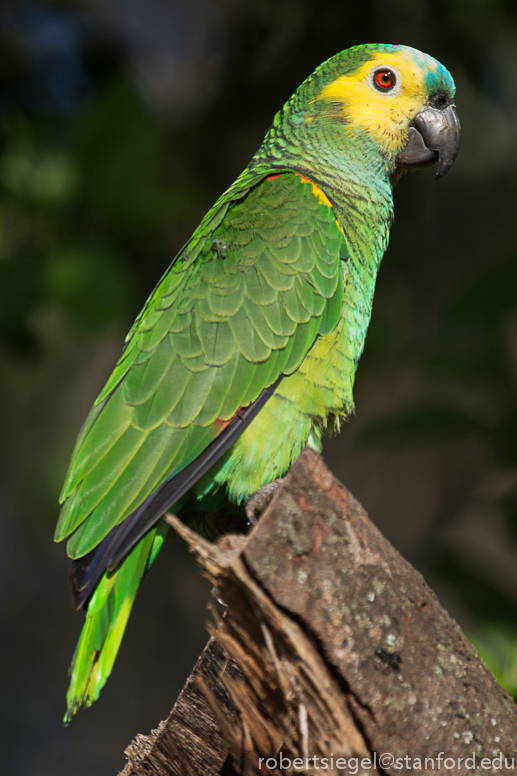 blue-fronted amazon